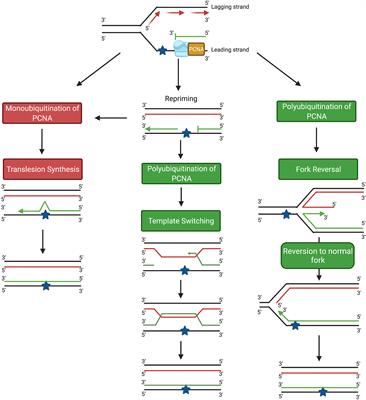 DNA Damage Tolerance Pathways in Human Cells: A Potential Therapeutic Target